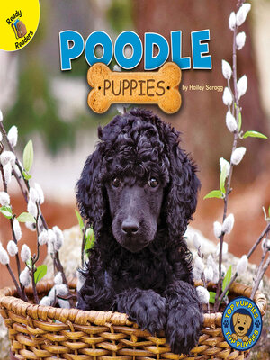 cover image of Poodle Puppies